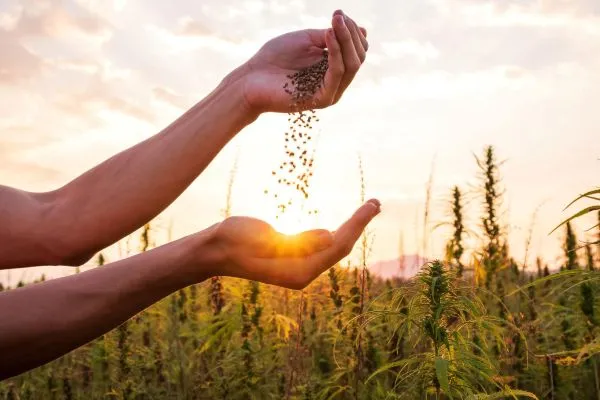 Crops Wellness