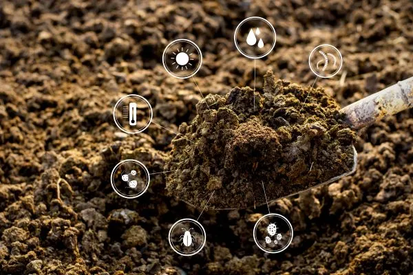 Natural Soil